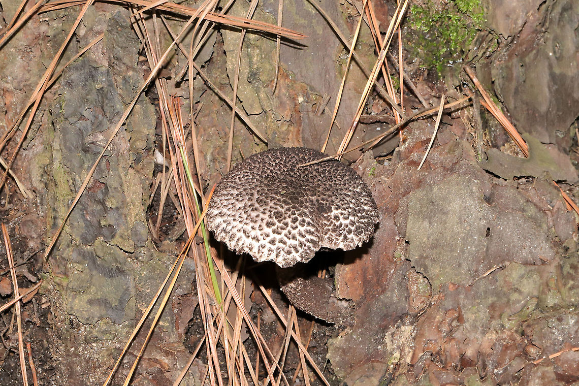 Strobilomyces sp. Growing at the base of a pine tree on a lakeside trail. Geotagged,Summer,United States