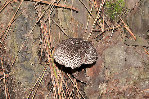 Strobilomyces sp. Growing at the base of a pine tree on a lakeside trail. Geotagged,Summer,United States