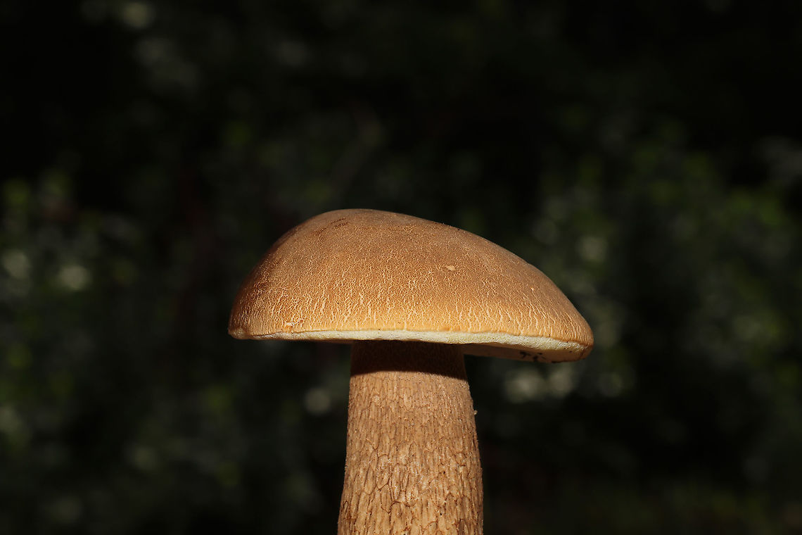 Boletus variipes? Boletus section Boletus.  The consensus on Facebook is B. variipes.<br />
<br />
Any help with an ID is much appreciated! Found under pines and oaks on a lakeside trail in Bartow County, Georgia, US. August 30, 2020.<br />
<br />
Cap/upper surface: Brown with some cracking around the margin.<br />
<br />
Fertile surface: White/cream pores with no real staining.<br />
<br />
Stipe: Brown and reticulated, slightly lighter near apex. Hollowed out by bug activity<br />
<br />
Taste: Mild.<br />
<br />
Odor: Didn&rsquo;t note anything.<br />
<br />
Chemistry: KOH &ndash; peachy/light red on cap. Ammonia&mdash;No reaction. Iron salts- magenta on cap.<br />
<figure class="photo"><a href="https://www.jungledragon.com/image/100826/boletus_variipes.html" title="Boletus variipes?"><img src="https://s3.amazonaws.com/media.jungledragon.com/images/3231/100826_thumb.jpg?AWSAccessKeyId=05GMT0V3GWVNE7GGM1R2&Expires=1759968010&Signature=0CVHnXPpQG33nQF%2Bs9fGkmh1aC4%3D" width="200" height="134" alt="Boletus variipes? Boletus section Boletus. The consensus on Facebook is B. variipes.<br />
<br />
Any help with an ID is much appreciated! Found under pines and oaks on a lakeside trail in Bartow County, Georgia, US. August 30, 2020.<br />
<br />
Cap/upper surface: Brown with some cracking around the margin.<br />
<br />
Fertile surface: White/cream pores with no real staining.<br />
<br />
Stipe: Brown and reticulated, slightly lighter near apex. Hollowed out by bug activity<br />
<br />
Taste: Mild.<br />
<br />
Odor: Didn&rsquo;t note anything.<br />
<br />
Chemistry: KOH &ndash; peachy/light red on cap. Ammonia&mdash;No reaction. Iron salts- magenta on cap.<br />
https://www.jungledragon.com/image/100825/boletus_variipes.html Boletus variipes,Geotagged,Summer,United States" /></a></figure><br />
 Boletus variipes,Geotagged,Summer,United States
