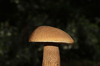 Boletus variipes? Boletus section Boletus. The consensus on Facebook is B. variipes.<br />
<br />
Any help with an ID is much appreciated! Found under pines and oaks on a lakeside trail in Bartow County, Georgia, US. August 30, 2020.<br />
<br />
Cap/upper surface: Brown with some cracking around the margin.<br />
<br />
Fertile surface: White/cream pores with no real staining.<br />
<br />
Stipe: Brown and reticulated, slightly lighter near apex. Hollowed out by bug activity<br />
<br />
Taste: Mild.<br />
<br />
Odor: Didn’t note anything.<br />
<br />
Chemistry: KOH – peachy/light red on cap. Ammonia—No reaction. Iron salts- magenta on cap.<br />
https://www.jungledragon.com/image/100826/boletus_variipes.html<br />
Boletus variipes,Geotagged,Summer,United States