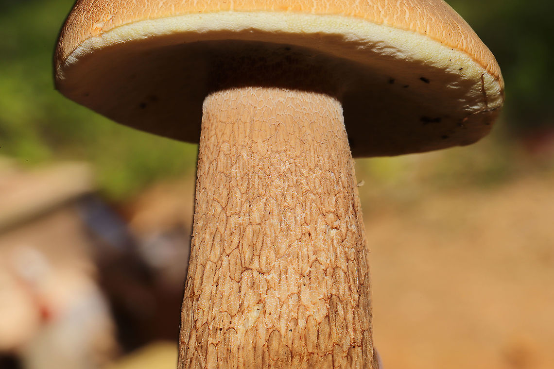 Boletus variipes? Boletus section Boletus. The consensus on Facebook is B. variipes.<br />
<br />
Any help with an ID is much appreciated! Found under pines and oaks on a lakeside trail in Bartow County, Georgia, US. August 30, 2020.<br />
<br />
Cap/upper surface: Brown with some cracking around the margin.<br />
<br />
Fertile surface: White/cream pores with no real staining.<br />
<br />
Stipe: Brown and reticulated, slightly lighter near apex. Hollowed out by bug activity<br />
<br />
Taste: Mild.<br />
<br />
Odor: Didn’t note anything.<br />
<br />
Chemistry: KOH – peachy/light red on cap. Ammonia—No reaction. Iron salts- magenta on cap.<br />
<figure class="photo"><a href="https://www.jungledragon.com/image/100825/boletus_variipes.html" title="Boletus variipes?"><img src="https://s3.amazonaws.com/media.jungledragon.com/images/3231/100825_thumb.jpg?AWSAccessKeyId=05GMT0V3GWVNE7GGM1R2&Expires=1763596810&Signature=AUpWNB5YS2aWWGbuG9709RFirLA%3D" width="200" height="134" alt="Boletus variipes? Boletus section Boletus. The consensus on Facebook is B. variipes.<br />
<br />
Any help with an ID is much appreciated! Found under pines and oaks on a lakeside trail in Bartow County, Georgia, US. August 30, 2020.<br />
<br />
Cap/upper surface: Brown with some cracking around the margin.<br />
<br />
Fertile surface: White/cream pores with no real staining.<br />
<br />
Stipe: Brown and reticulated, slightly lighter near apex. Hollowed out by bug activity<br />
<br />
Taste: Mild.<br />
<br />
Odor: Didn’t note anything.<br />
<br />
Chemistry: KOH – peachy/light red on cap. Ammonia—No reaction. Iron salts- magenta on cap.<br />
https://www.jungledragon.com/image/100826/boletus_variipes.html<br />
Boletus variipes,Geotagged,Summer,United States" /></a></figure> Boletus variipes,Geotagged,Summer,United States