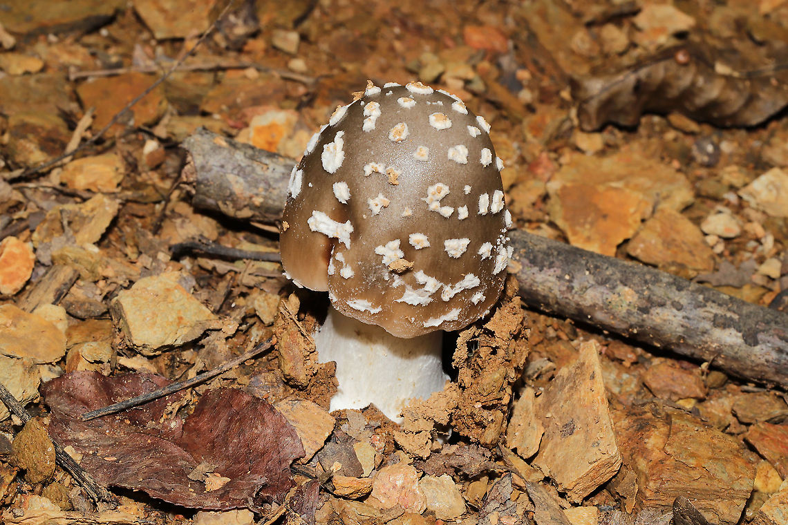Amanita amerirubescens group? Growing under mostly oak and hickory trees at a disturbed forest edge. Geotagged,Summer,United States