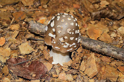 Amanita amerirubescens group? Growing under mostly oak and hickory trees at a disturbed forest edge. Geotagged,Summer,United States