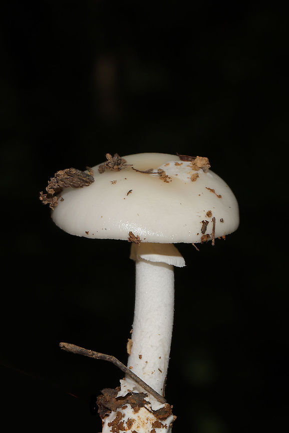 Amanita lavendula group? Growing under mostly oak and hickory trees at a disturbed forest edge. Smells strongly of ammonia. Geotagged,Summer,United States