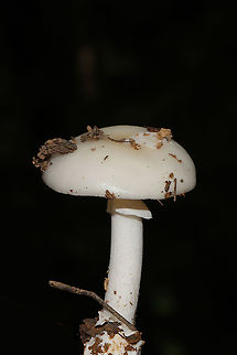 Amanita lavendula group? Growing under mostly oak and hickory trees at a disturbed forest edge. Smells strongly of ammonia. Geotagged,Summer,United States