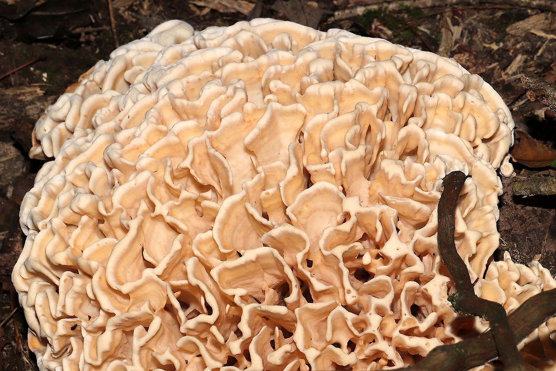 Eastern Cauliflower Mushroom (Sparassis spathulata) Growing at the base of a highly rotted hardwood (possibly oak?). Jason spotted this through the forest, and I climbed my way through the thick undergrowth to get a couple of shots. It was about the size of a basketball. I would have taken it home with me, but it was growing in a state park.<br />
<br />
Aren&#039;t the flabellae (folds) really cool?!!<br />
<figure class="photo"><a href="https://www.jungledragon.com/image/101010/eastern_cauliflower_mushroom_sparassis_spathulata.html" title="Eastern Cauliflower Mushroom (Sparassis spathulata)"><img src="https://s3.amazonaws.com/media.jungledragon.com/images/3231/101010_thumb.jpg?AWSAccessKeyId=05GMT0V3GWVNE7GGM1R2&Expires=1759968010&Signature=qYhJY6iAaCevEjiWZ2jNzXNRWTU%3D" width="200" height="134" alt="Eastern Cauliflower Mushroom (Sparassis spathulata) Growing at the base of a highly rotted hardwood (possibly oak?). Jason spotted this through the forest, and I climbed my way through the thick undergrowth to get a couple of shots. It was about the size of a basketball. I would have taken it home with me, but it was growing in a state park. <br />
<br />
Aren&#039;t the flabellae (folds) really cool?!!<br />
https://www.jungledragon.com/image/101009/sparassis_spathulata.html<br />
https://www.jungledragon.com/image/101011/sparassis_spathulata.html Geotagged,Sparassis spathulata,Summer,United States" /></a></figure><br />
<figure class="photo"><a href="https://www.jungledragon.com/image/101011/eastern_cauliflower_mushroom_sparassis_spathulata.html" title="Eastern Cauliflower Mushroom (Sparassis spathulata)"><img src="https://s3.amazonaws.com/media.jungledragon.com/images/3231/101011_thumb.jpg?AWSAccessKeyId=05GMT0V3GWVNE7GGM1R2&Expires=1759968010&Signature=%2BY4cp4d6FIltJUYZ9fpYLotRdJM%3D" width="200" height="134" alt="Eastern Cauliflower Mushroom (Sparassis spathulata) Growing at the base of a highly rotted hardwood (possibly oak?). Jason spotted this through the forest, and I climbed my way through the thick undergrowth to get a couple of shots. It was about the size of a basketball. I would have taken it home with me, but it was growing in a state park. <br />
<br />
Aren&#039;t the flabellae (folds) really cool?!!<br />
https://www.jungledragon.com/image/101009/sparassis_spathulata.html<br />
https://www.jungledragon.com/image/101010/sparassis_spathulata.html Geotagged,Sparassis spathulata,Summer,United States" /></a></figure> Geotagged,Sparassis spathulata,Summer,United States