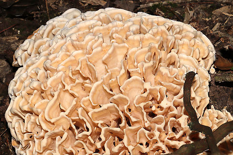 Eastern Cauliflower Mushroom