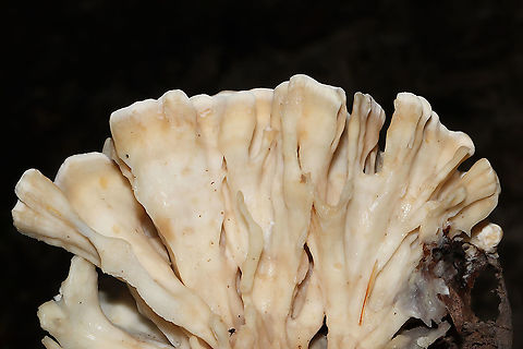 Eastern Cauliflower Mushroom (Sparassis spathulata) Growing at the base of a highly rotted hardwood (possibly oak?). Jason spotted this through the forest, and I climbed my way through the thick undergrowth to get a couple of shots. It was about the size of a basketball. I would have taken it home with me, but it was growing in a state park. 

Aren't the flabellae (folds) really cool?!!
https://www.jungledragon.com/image/101009/sparassis_spathulata.html
https://www.jungledragon.com/image/101011/sparassis_spathulata.html Geotagged,Sparassis spathulata,Summer,United States