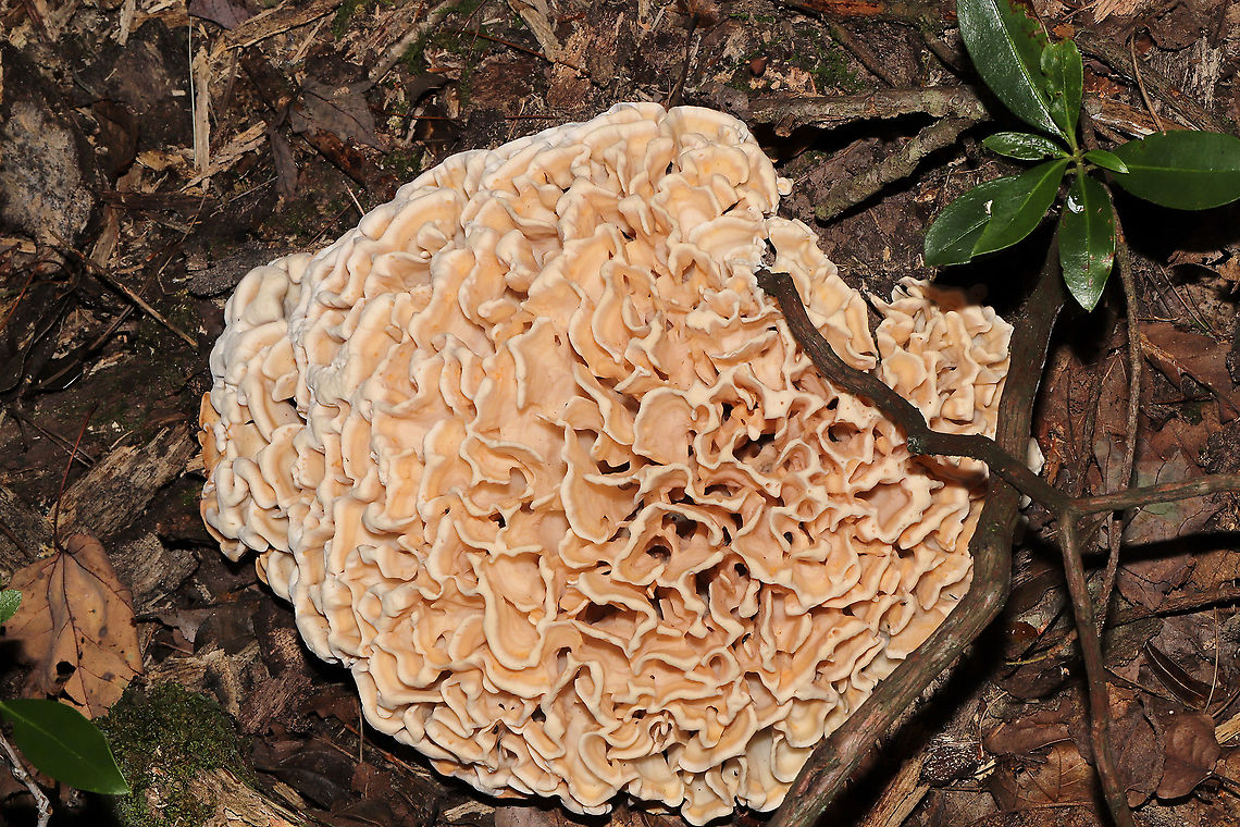 Eastern Cauliflower Mushroom (Sparassis spathulata) Growing at the base of a highly rotted hardwood (possibly oak?). Jason spotted this through the forest, and I climbed my way through the thick undergrowth to get a couple of shots. It was about the size of a basketball. I would have taken it home with me, but it was growing in a state park. <br />
<br />
Aren't the flabellae (folds) really cool?!!<br />
<figure class="photo"><a href="https://www.jungledragon.com/image/101009/eastern_cauliflower_mushroom_sparassis_spathulata.html" title="Eastern Cauliflower Mushroom (Sparassis spathulata)"><img src="https://s3.amazonaws.com/media.jungledragon.com/images/3231/101009_thumb.jpg?AWSAccessKeyId=05GMT0V3GWVNE7GGM1R2&Expires=1769040010&Signature=lwSEhU7u23fEE88WaQDTlL5H4vI%3D" width="200" height="134" alt="Eastern Cauliflower Mushroom (Sparassis spathulata) Growing at the base of a highly rotted hardwood (possibly oak?). Jason spotted this through the forest, and I climbed my way through the thick undergrowth to get a couple of shots. It was about the size of a basketball. I would have taken it home with me, but it was growing in a state park.<br />
<br />
Aren't the flabellae (folds) really cool?!!<br />
https://www.jungledragon.com/image/101010/sparassis_spathulata.html<br />
https://www.jungledragon.com/image/101011/sparassis_spathulata.html Geotagged,Sparassis spathulata,Summer,United States" /></a></figure><br />
<figure class="photo"><a href="https://www.jungledragon.com/image/101010/eastern_cauliflower_mushroom_sparassis_spathulata.html" title="Eastern Cauliflower Mushroom (Sparassis spathulata)"><img src="https://s3.amazonaws.com/media.jungledragon.com/images/3231/101010_thumb.jpg?AWSAccessKeyId=05GMT0V3GWVNE7GGM1R2&Expires=1769040010&Signature=Hf4frxshrQsREZvPn%2BXEtsyODUI%3D" width="200" height="134" alt="Eastern Cauliflower Mushroom (Sparassis spathulata) Growing at the base of a highly rotted hardwood (possibly oak?). Jason spotted this through the forest, and I climbed my way through the thick undergrowth to get a couple of shots. It was about the size of a basketball. I would have taken it home with me, but it was growing in a state park. <br />
<br />
Aren't the flabellae (folds) really cool?!!<br />
https://www.jungledragon.com/image/101009/sparassis_spathulata.html<br />
https://www.jungledragon.com/image/101011/sparassis_spathulata.html Geotagged,Sparassis spathulata,Summer,United States" /></a></figure> Geotagged,Sparassis spathulata,Summer,United States