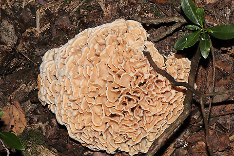 Eastern Cauliflower Mushroom (Sparassis spathulata) Growing at the base of a highly rotted hardwood (possibly oak?). Jason spotted this through the forest, and I climbed my way through the thick undergrowth to get a couple of shots. It was about the size of a basketball. I would have taken it home with me, but it was growing in a state park. 

Aren't the flabellae (folds) really cool?!!
https://www.jungledragon.com/image/101009/sparassis_spathulata.html
https://www.jungledragon.com/image/101010/sparassis_spathulata.html Geotagged,Sparassis spathulata,Summer,United States