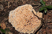 Eastern Cauliflower Mushroom (Sparassis spathulata) Growing at the base of a highly rotted hardwood (possibly oak?). Jason spotted this through the forest, and I climbed my way through the thick undergrowth to get a couple of shots. It was about the size of a basketball. I would have taken it home with me, but it was growing in a state park. <br />
<br />
Aren't the flabellae (folds) really cool?!!<br />
https://www.jungledragon.com/image/101009/sparassis_spathulata.html<br />
https://www.jungledragon.com/image/101010/sparassis_spathulata.html Geotagged,Sparassis spathulata,Summer,United States