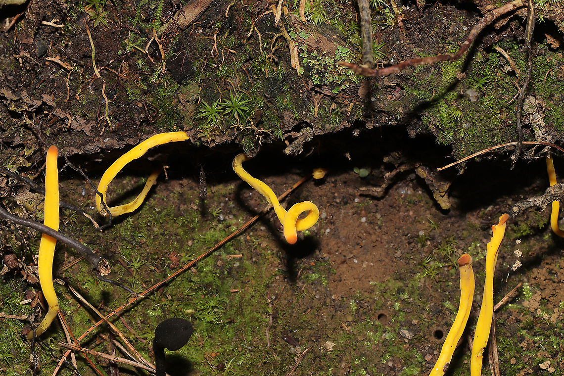 Golden Spindles (Clavulinopsis fusiformis) Growing at the base of a hillside near a lakeside trail.<br />
<figure class="photo"><a href="https://www.jungledragon.com/image/101017/golden_spindles_clavulinopsis_fusiformis.html" title="Golden Spindles (Clavulinopsis fusiformis)"><img src="https://s3.amazonaws.com/media.jungledragon.com/images/3231/101017_thumb.jpg?AWSAccessKeyId=05GMT0V3GWVNE7GGM1R2&Expires=1763596810&Signature=Wubc2BqrVFH6CRKdUwTMzle1SOY%3D" width="200" height="134" alt="Golden Spindles (Clavulinopsis fusiformis) Growing at the base of a hillside near a lakeside trail.<br />
https://www.jungledragon.com/image/101016/golden_spindles_clavulinopsis_fusiformis.html Clavulinopsis fusiformis,Geotagged,Golden spindles,Summer,United States" /></a></figure> Clavulinopsis fusiformis,Geotagged,Golden spindles,Summer,United States