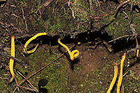 Golden Spindles (Clavulinopsis fusiformis) Growing at the base of a hillside near a lakeside trail.<br />
https://www.jungledragon.com/image/101017/golden_spindles_clavulinopsis_fusiformis.html Clavulinopsis fusiformis,Geotagged,Golden spindles,Summer,United States