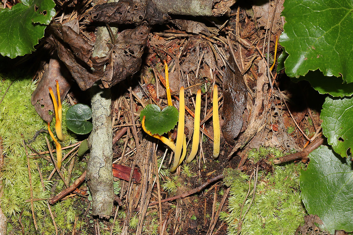 Golden Spindles (Clavulinopsis fusiformis) Growing at the base of a hillside near a lakeside trail.<br />
<figure class="photo"><a href="https://www.jungledragon.com/image/101016/golden_spindles_clavulinopsis_fusiformis.html" title="Golden Spindles (Clavulinopsis fusiformis)"><img src="https://s3.amazonaws.com/media.jungledragon.com/images/3231/101016_thumb.jpg?AWSAccessKeyId=05GMT0V3GWVNE7GGM1R2&Expires=1759968010&Signature=G9d96XfTcIU1xotgzYE7cwRtkBc%3D" width="200" height="134" alt="Golden Spindles (Clavulinopsis fusiformis) Growing at the base of a hillside near a lakeside trail.<br />
https://www.jungledragon.com/image/101017/golden_spindles_clavulinopsis_fusiformis.html Clavulinopsis fusiformis,Geotagged,Golden spindles,Summer,United States" /></a></figure> Clavulinopsis fusiformis,Geotagged,Golden spindles,Summer,United States