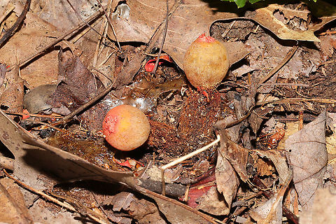 Stalked Puffball-in-Aspic (Calostoma cinnabarinum) Growing on a lakeside trail. 
Very sad that I didn't get to see these in their prime! 
https://www.jungledragon.com/image/101020/stalked_puffball-in-aspic_calostoma_cinnabarinum.html Calostoma cinnabarinum,Geotagged,Stalked puffball-in-aspic,Summer,United States