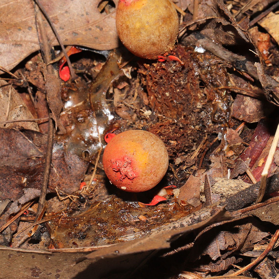 Stalked Puffball-in-Aspic (Calostoma cinnabarinum) Growing on a lakeside trail.<br />
Very sad that I didn&#039;t get to see these in their prime! <br />
<figure class="photo"><a href="https://www.jungledragon.com/image/101019/stalked_puffball-in-aspic_calostoma_cinnabarinum.html" title="Stalked Puffball-in-Aspic (Calostoma cinnabarinum)"><img src="https://s3.amazonaws.com/media.jungledragon.com/images/3231/101019_thumb.jpg?AWSAccessKeyId=05GMT0V3GWVNE7GGM1R2&Expires=1759968010&Signature=7qaHhVwKhCXZT10%2F3vRXx4ucqzo%3D" width="200" height="134" alt="Stalked Puffball-in-Aspic (Calostoma cinnabarinum) Growing on a lakeside trail. <br />
Very sad that I didn&#039;t get to see these in their prime! <br />
https://www.jungledragon.com/image/101020/stalked_puffball-in-aspic_calostoma_cinnabarinum.html Calostoma cinnabarinum,Geotagged,Stalked puffball-in-aspic,Summer,United States" /></a></figure> Calostoma cinnabarinum,Geotagged,Stalked puffball-in-aspic,Summer,United States
