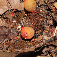 Stalked Puffball-in-Aspic (Calostoma cinnabarinum) Growing on a lakeside trail.<br />
Very sad that I didn't get to see these in their prime! <br />
https://www.jungledragon.com/image/101019/stalked_puffball-in-aspic_calostoma_cinnabarinum.html Calostoma cinnabarinum,Geotagged,Stalked puffball-in-aspic,Summer,United States