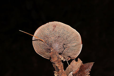 Hydnellum sp. Growing on a lakeside trail under primarily pine and oak.
https://www.jungledragon.com/image/101023/hydnellum_sp.html
https://www.jungledragon.com/image/101024/hydnellum_sp.html
https://www.jungledragon.com/image/101025/hydnellum_sp.html Geotagged,Summer,United States