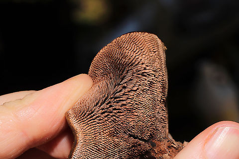 Hydnellum sp.  Growing on a lakeside trail under primarily pine and oak. 
https://www.jungledragon.com/image/101022/hydnellum_sp.html
https://www.jungledragon.com/image/101024/hydnellum_sp.html
https://www.jungledragon.com/image/101025/hydnellum_sp.html Geotagged,Summer,United States