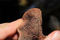 Hydnellum sp. Growing on a lakeside trail under primarily pine and oak. <br />
https://www.jungledragon.com/image/101022/hydnellum_sp.html<br />
https://www.jungledragon.com/image/101024/hydnellum_sp.html<br />
https://www.jungledragon.com/image/101025/hydnellum_sp.html Geotagged,Summer,United States