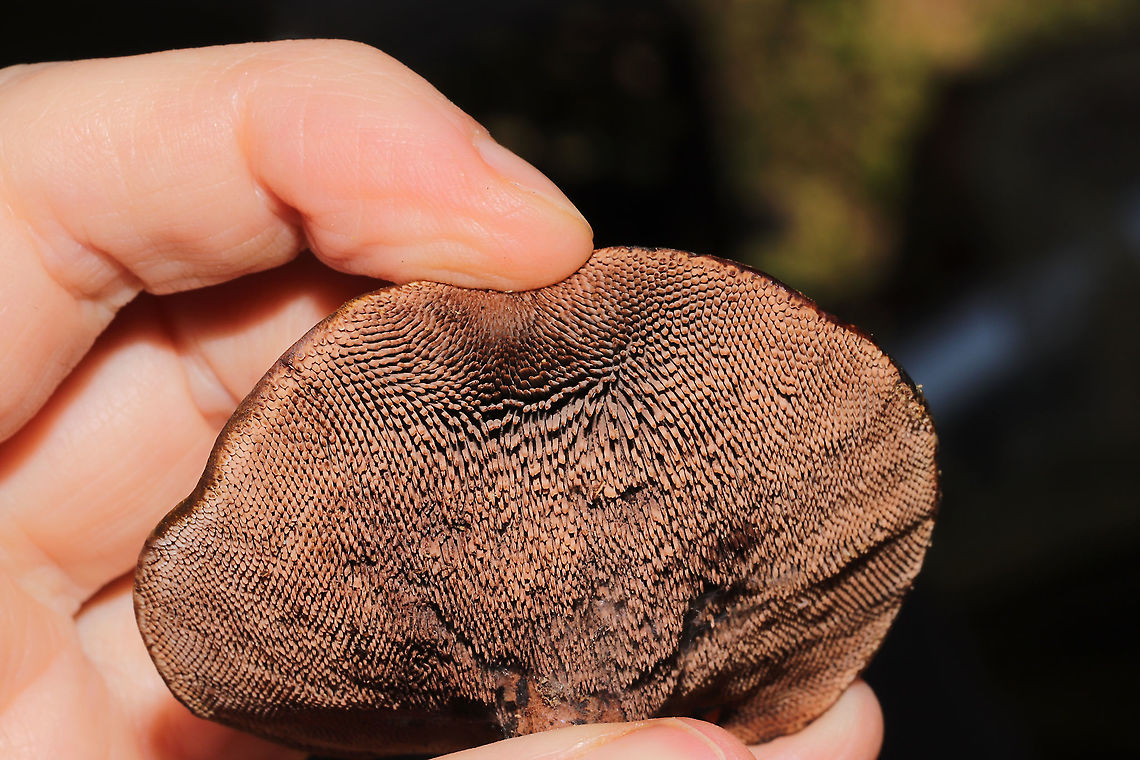 Hydnellum sp. Growing on a lakeside trail under primarily pine and oak. <br />
<figure class="photo"><a href="https://www.jungledragon.com/image/101022/hydnellum_sp.html" title="Hydnellum sp."><img src="https://s3.amazonaws.com/media.jungledragon.com/images/3231/101022_thumb.jpg?AWSAccessKeyId=05GMT0V3GWVNE7GGM1R2&Expires=1767225610&Signature=pzz%2FgjCA9A7OmUwAOD48i2RBtxg%3D" width="200" height="134" alt="Hydnellum sp. Growing on a lakeside trail under primarily pine and oak.<br />
https://www.jungledragon.com/image/101023/hydnellum_sp.html<br />
https://www.jungledragon.com/image/101024/hydnellum_sp.html<br />
https://www.jungledragon.com/image/101025/hydnellum_sp.html Geotagged,Summer,United States" /></a></figure><br />
<figure class="photo"><a href="https://www.jungledragon.com/image/101023/hydnellum_sp.html" title="Hydnellum sp."><img src="https://s3.amazonaws.com/media.jungledragon.com/images/3231/101023_thumb.jpg?AWSAccessKeyId=05GMT0V3GWVNE7GGM1R2&Expires=1767225610&Signature=vkXWaTLcXqqyl2yTCJtkrhvyIvQ%3D" width="200" height="134" alt="Hydnellum sp.  Growing on a lakeside trail under primarily pine and oak. <br />
https://www.jungledragon.com/image/101022/hydnellum_sp.html<br />
https://www.jungledragon.com/image/101024/hydnellum_sp.html<br />
https://www.jungledragon.com/image/101025/hydnellum_sp.html Geotagged,Summer,United States" /></a></figure><br />
<figure class="photo"><a href="https://www.jungledragon.com/image/101025/hydnellum_sp.html" title="Hydnellum sp."><img src="https://s3.amazonaws.com/media.jungledragon.com/images/3231/101025_thumb.jpg?AWSAccessKeyId=05GMT0V3GWVNE7GGM1R2&Expires=1767225610&Signature=839fTx%2BSRHwnuzIVszTouAgC0sk%3D" width="200" height="134" alt="Hydnellum sp. Growing on a lakeside trail under primarily pine and oak. <br />
https://www.jungledragon.com/image/101022/hydnellum_sp.html<br />
https://www.jungledragon.com/image/101024/hydnellum_sp.html<br />
https://www.jungledragon.com/image/101023/hydnellum_sp.html Geotagged,Summer,United States" /></a></figure> Geotagged,Summer,United States