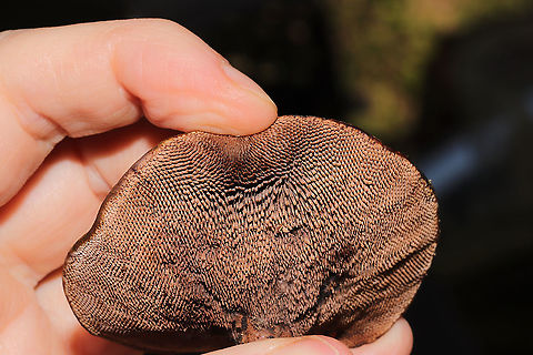 Hydnellum sp. Growing on a lakeside trail under primarily pine and oak. 
https://www.jungledragon.com/image/101022/hydnellum_sp.html
https://www.jungledragon.com/image/101023/hydnellum_sp.html
https://www.jungledragon.com/image/101025/hydnellum_sp.html Geotagged,Summer,United States