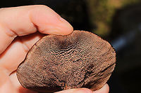 Hydnellum sp. Growing on a lakeside trail under primarily pine and oak. <br />
https://www.jungledragon.com/image/101022/hydnellum_sp.html<br />
https://www.jungledragon.com/image/101023/hydnellum_sp.html<br />
https://www.jungledragon.com/image/101025/hydnellum_sp.html Geotagged,Summer,United States
