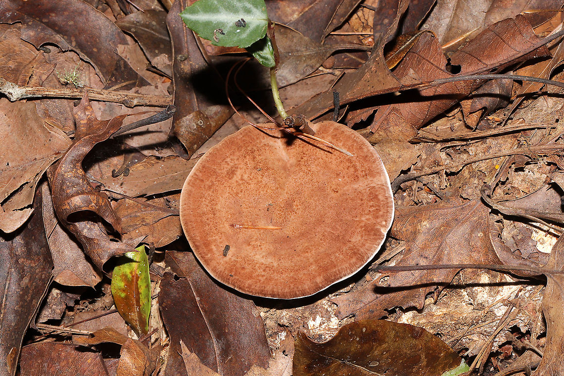 Hydnellum sp. Growing on a lakeside trail under primarily pine and oak. <br />
<figure class="photo"><a href="https://www.jungledragon.com/image/101022/hydnellum_sp.html" title="Hydnellum sp."><img src="https://s3.amazonaws.com/media.jungledragon.com/images/3231/101022_thumb.jpg?AWSAccessKeyId=05GMT0V3GWVNE7GGM1R2&Expires=1767225610&Signature=pzz%2FgjCA9A7OmUwAOD48i2RBtxg%3D" width="200" height="134" alt="Hydnellum sp. Growing on a lakeside trail under primarily pine and oak.<br />
https://www.jungledragon.com/image/101023/hydnellum_sp.html<br />
https://www.jungledragon.com/image/101024/hydnellum_sp.html<br />
https://www.jungledragon.com/image/101025/hydnellum_sp.html Geotagged,Summer,United States" /></a></figure><br />
<figure class="photo"><a href="https://www.jungledragon.com/image/101024/hydnellum_sp.html" title="Hydnellum sp."><img src="https://s3.amazonaws.com/media.jungledragon.com/images/3231/101024_thumb.jpg?AWSAccessKeyId=05GMT0V3GWVNE7GGM1R2&Expires=1767225610&Signature=8rH%2FgWVG9RV9KDT2klUExjSR9kc%3D" width="200" height="134" alt="Hydnellum sp. Growing on a lakeside trail under primarily pine and oak. <br />
https://www.jungledragon.com/image/101022/hydnellum_sp.html<br />
https://www.jungledragon.com/image/101023/hydnellum_sp.html<br />
https://www.jungledragon.com/image/101025/hydnellum_sp.html Geotagged,Summer,United States" /></a></figure><br />
<figure class="photo"><a href="https://www.jungledragon.com/image/101023/hydnellum_sp.html" title="Hydnellum sp."><img src="https://s3.amazonaws.com/media.jungledragon.com/images/3231/101023_thumb.jpg?AWSAccessKeyId=05GMT0V3GWVNE7GGM1R2&Expires=1767225610&Signature=vkXWaTLcXqqyl2yTCJtkrhvyIvQ%3D" width="200" height="134" alt="Hydnellum sp.  Growing on a lakeside trail under primarily pine and oak. <br />
https://www.jungledragon.com/image/101022/hydnellum_sp.html<br />
https://www.jungledragon.com/image/101024/hydnellum_sp.html<br />
https://www.jungledragon.com/image/101025/hydnellum_sp.html Geotagged,Summer,United States" /></a></figure> Geotagged,Summer,United States
