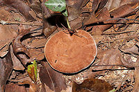 Hydnellum sp. Growing on a lakeside trail under primarily pine and oak. <br />
https://www.jungledragon.com/image/101022/hydnellum_sp.html<br />
https://www.jungledragon.com/image/101024/hydnellum_sp.html<br />
https://www.jungledragon.com/image/101023/hydnellum_sp.html Geotagged,Summer,United States