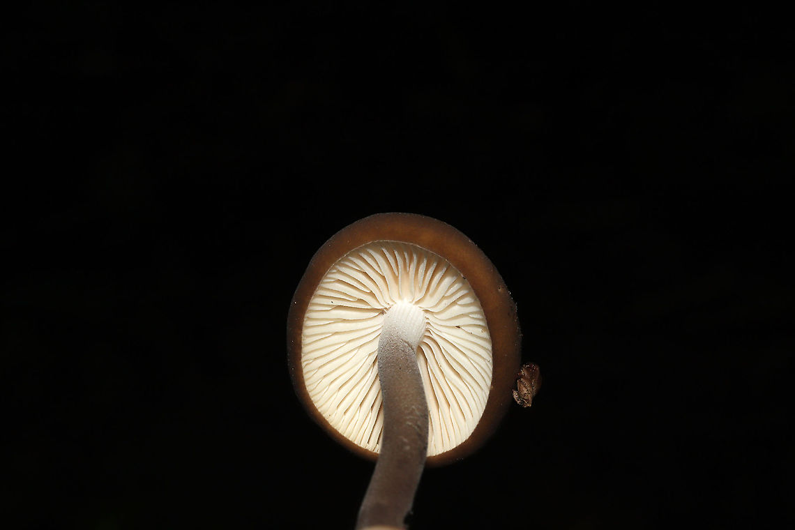 Oudemansiella furfuracea? Growing on a lakeside trail. On a highly rotted log.<br />
<figure class="photo"><a href="https://www.jungledragon.com/image/101028/oudemansiella_furfuracea.html" title="Oudemansiella furfuracea?"><img src="https://s3.amazonaws.com/media.jungledragon.com/images/3231/101028_thumb.jpg?AWSAccessKeyId=05GMT0V3GWVNE7GGM1R2&Expires=1767225610&Signature=XYA5uRwuzHlhyc5DjqaxeS5apNA%3D" width="200" height="200" alt="Oudemansiella furfuracea? Growing on a lakeside trail. On a highly rotted log.<br />
https://www.jungledragon.com/image/101027/oudemansiella_furfuracea.html<br />
https://www.jungledragon.com/image/101026/oudemansiella_furfuracea.html  Geotagged,Oudemansiella furfuracea,Summer,United States" /></a></figure><br />
<figure class="photo"><a href="https://www.jungledragon.com/image/101027/oudemansiella_furfuracea.html" title="Oudemansiella furfuracea?"><img src="https://s3.amazonaws.com/media.jungledragon.com/images/3231/101027_thumb.jpg?AWSAccessKeyId=05GMT0V3GWVNE7GGM1R2&Expires=1767225610&Signature=BUzXG8uMabR3cxJ1DZwLY9d7cMM%3D" width="200" height="134" alt="Oudemansiella furfuracea? Growing on a lakeside trail. On a highly rotted log. <br />
https://www.jungledragon.com/image/101028/oudemansiella_furfuracea.html<br />
https://www.jungledragon.com/image/101026/oudemansiella_furfuracea.html Geotagged,Oudemansiella furfuracea,Summer,United States" /></a></figure> Geotagged,Oudemansiella furfuracea,Summer,United States