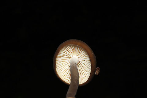 Oudemansiella furfuracea? Growing on a lakeside trail. On a highly rotted log.
https://www.jungledragon.com/image/101028/oudemansiella_furfuracea.html
https://www.jungledragon.com/image/101027/oudemansiella_furfuracea.html Geotagged,Oudemansiella furfuracea,Summer,United States