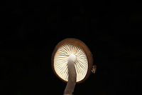 Oudemansiella furfuracea? Growing on a lakeside trail. On a highly rotted log.<br />
https://www.jungledragon.com/image/101028/oudemansiella_furfuracea.html<br />
https://www.jungledragon.com/image/101027/oudemansiella_furfuracea.html Geotagged,Oudemansiella furfuracea,Summer,United States