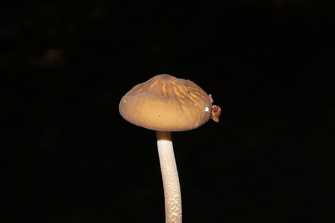 Oudemansiella furfuracea? Growing on a lakeside trail. On a highly rotted log. <br />
<figure class="photo"><a href="https://www.jungledragon.com/image/101028/oudemansiella_furfuracea.html" title="Oudemansiella furfuracea?"><img src="https://s3.amazonaws.com/media.jungledragon.com/images/3231/101028_thumb.jpg?AWSAccessKeyId=05GMT0V3GWVNE7GGM1R2&Expires=1759968010&Signature=5WN%2FWe61uXUfytfHTLwXwkm8%2FAc%3D" width="200" height="200" alt="Oudemansiella furfuracea? Growing on a lakeside trail. On a highly rotted log.<br />
https://www.jungledragon.com/image/101027/oudemansiella_furfuracea.html<br />
https://www.jungledragon.com/image/101026/oudemansiella_furfuracea.html  Geotagged,Oudemansiella furfuracea,Summer,United States" /></a></figure><br />
<figure class="photo"><a href="https://www.jungledragon.com/image/101026/oudemansiella_furfuracea.html" title="Oudemansiella furfuracea?"><img src="https://s3.amazonaws.com/media.jungledragon.com/images/3231/101026_thumb.jpg?AWSAccessKeyId=05GMT0V3GWVNE7GGM1R2&Expires=1759968010&Signature=fHSsI81rOsBzZsLel%2FqIUikVSO4%3D" width="200" height="134" alt="Oudemansiella furfuracea? Growing on a lakeside trail. On a highly rotted log.<br />
https://www.jungledragon.com/image/101028/oudemansiella_furfuracea.html<br />
https://www.jungledragon.com/image/101027/oudemansiella_furfuracea.html Geotagged,Oudemansiella furfuracea,Summer,United States" /></a></figure> Geotagged,Oudemansiella furfuracea,Summer,United States