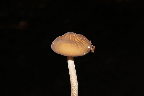 Oudemansiella furfuracea? Growing on a lakeside trail. On a highly rotted log. 
https://www.jungledragon.com/image/101028/oudemansiella_furfuracea.html
https://www.jungledragon.com/image/101026/oudemansiella_furfuracea.html Geotagged,Oudemansiella furfuracea,Summer,United States