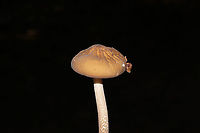 Oudemansiella furfuracea? Growing on a lakeside trail. On a highly rotted log. <br />
https://www.jungledragon.com/image/101028/oudemansiella_furfuracea.html<br />
https://www.jungledragon.com/image/101026/oudemansiella_furfuracea.html Geotagged,Oudemansiella furfuracea,Summer,United States