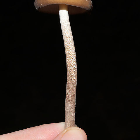 Oudemansiella furfuracea? Growing on a lakeside trail. On a highly rotted log.
https://www.jungledragon.com/image/101027/oudemansiella_furfuracea.html
https://www.jungledragon.com/image/101026/oudemansiella_furfuracea.html  Geotagged,Oudemansiella furfuracea,Summer,United States
