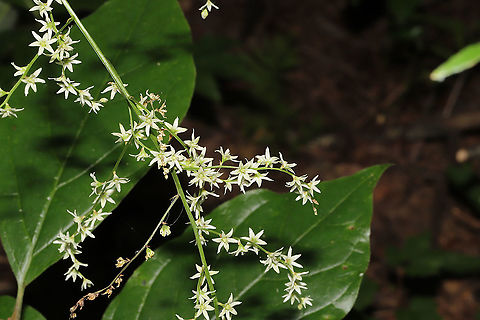 Featherbells (Stenanthium gramineum) Growing in a moist understory (near a dried up creek bed). Featherbells,Geotagged,Stenanthium gramineum,Summer,United States