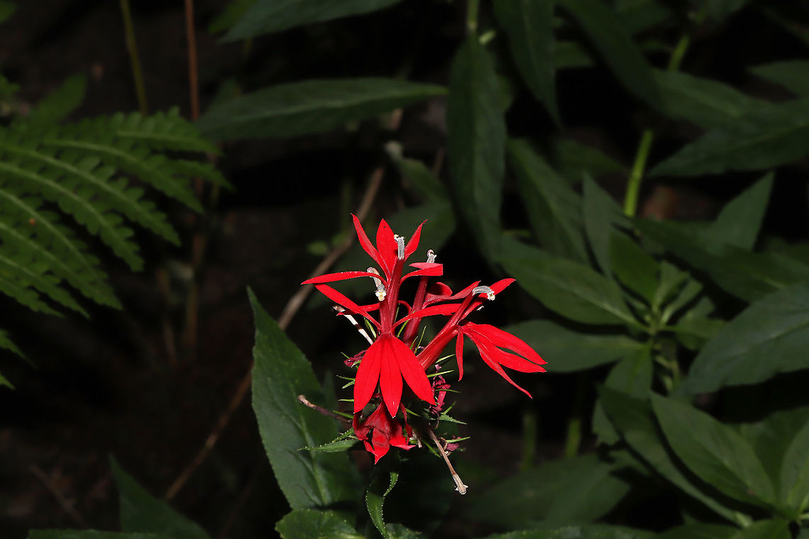 Cardinal Flower (Lobelia cardinalis) In a dried up seasonal stream bed within a densely forested area. Cardinal Flower,Geotagged,Lobelia cardinalis,Summer,United States