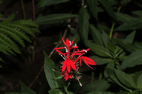 Cardinal Flower (Lobelia cardinalis) In a dried up seasonal stream bed within a densely forested area. Cardinal Flower,Geotagged,Lobelia cardinalis,Summer,United States