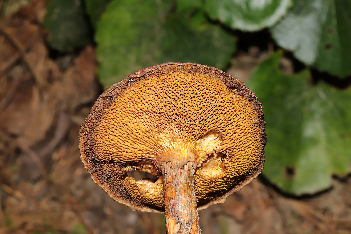 Painted Suillus (Suillus spraguei) Growing in moss at the base of a ridge near a lakeside trail. One of the most abundant mushrooms on this trail!<br />
<figure class="photo"><a href="https://www.jungledragon.com/image/101062/painted_suillus_suillus_spraguei.html" title="Painted Suillus (Suillus spraguei)"><img src="https://s3.amazonaws.com/media.jungledragon.com/images/3231/101062_thumb.jpg?AWSAccessKeyId=05GMT0V3GWVNE7GGM1R2&Expires=1759968010&Signature=HlaKXa5Ga%2BKqi160PSpD1L73YGY%3D" width="200" height="134" alt="Painted Suillus (Suillus spraguei) Growing in moss at the base of a ridge near a lakeside trail. One of the most abundant mushrooms on this trail! <br />
https://www.jungledragon.com/image/101061/painted_suillus_suillus_spraguei.html Geotagged,Painted Suillus,Suillus spraguei,Summer,United States" /></a></figure> Geotagged,Painted Suillus,Suillus spraguei,Summer,United States