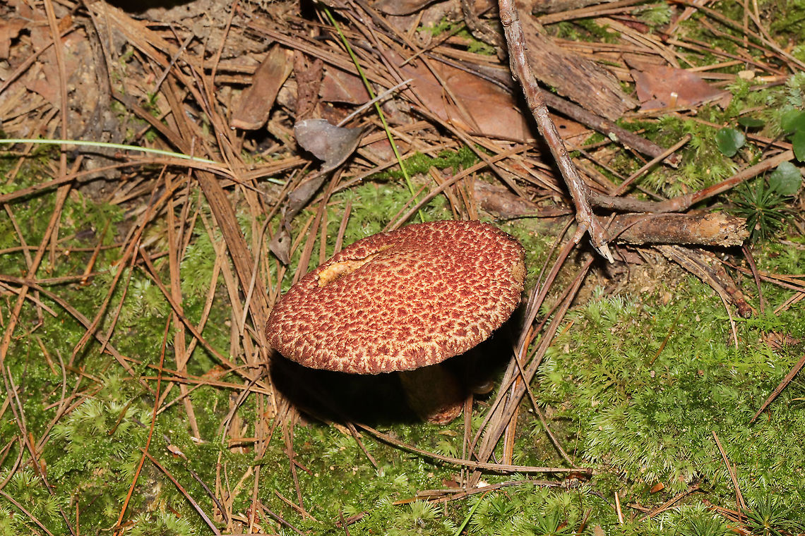 Painted Suillus (Suillus spraguei) Growing in moss at the base of a ridge near a lakeside trail. One of the most abundant mushrooms on this trail! <br />
<figure class="photo"><a href="https://www.jungledragon.com/image/101061/painted_suillus_suillus_spraguei.html" title="Painted Suillus (Suillus spraguei)"><img src="https://s3.amazonaws.com/media.jungledragon.com/images/3231/101061_thumb.jpg?AWSAccessKeyId=05GMT0V3GWVNE7GGM1R2&Expires=1767225610&Signature=6ZC5CZx%2BYC8DNCVIs82Mg44WFpM%3D" width="200" height="134" alt="Painted Suillus (Suillus spraguei) Growing in moss at the base of a ridge near a lakeside trail. One of the most abundant mushrooms on this trail!<br />
https://www.jungledragon.com/image/101062/painted_suillus_suillus_spraguei.html Geotagged,Painted Suillus,Suillus spraguei,Summer,United States" /></a></figure> Geotagged,Painted Suillus,Suillus spraguei,Summer,United States