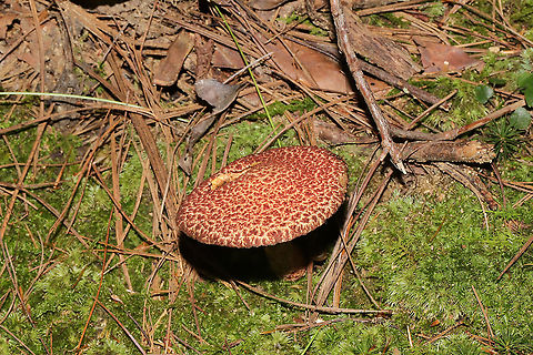 Painted Suillus (Suillus spraguei) Growing in moss at the base of a ridge near a lakeside trail. One of the most abundant mushrooms on this trail! 
https://www.jungledragon.com/image/101061/painted_suillus_suillus_spraguei.html Geotagged,Painted Suillus,Suillus spraguei,Summer,United States