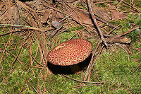 Painted Suillus (Suillus spraguei) Growing in moss at the base of a ridge near a lakeside trail. One of the most abundant mushrooms on this trail! <br />
https://www.jungledragon.com/image/101061/painted_suillus_suillus_spraguei.html Geotagged,Painted Suillus,Suillus spraguei,Summer,United States