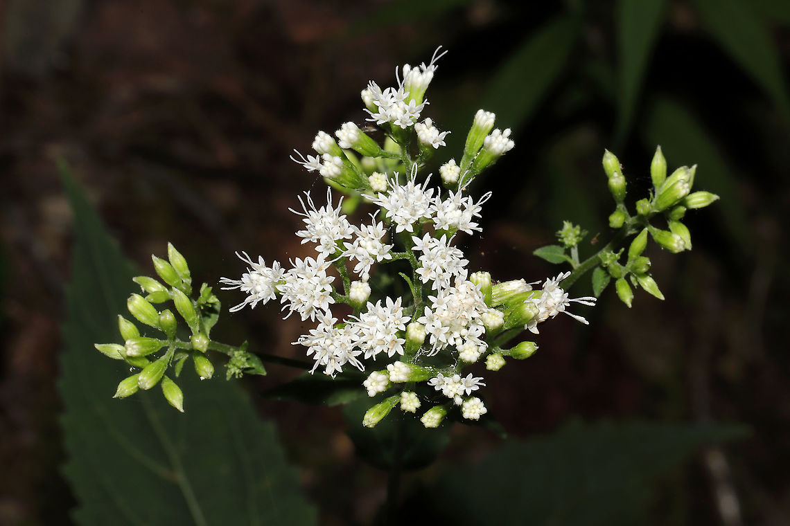 White Snakeroot (Ageratina altissima) In a dried up seasonal stream bed within a densely forested area.  Ageratina altissima,Geotagged,Summer,United States,White snakeroot