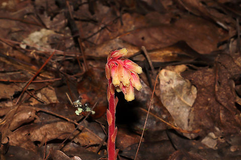 Hairy Pinesap (Hypopitys lanuginosa) Growing along a forested lakeside trail.
Hypopitys lanuginosa is a nonphotosynthetic, mycoheterotrophic plant that thrives in the dark understories of forests. Because it lacks chlorophyll, it must obtain its nutrients from other sources. It is a parasite on fungi (usually Tricholoma sp.) and an indirect parasite of trees. It obtains nutrients from fungi which are initially obtained from trees.
https://www.jungledragon.com/image/101065/hairy_pinesap_hypopitys_lanuginosa.html Geotagged,Hairy Pine Sap,Hypopitys lanuginosa,Summer,United States