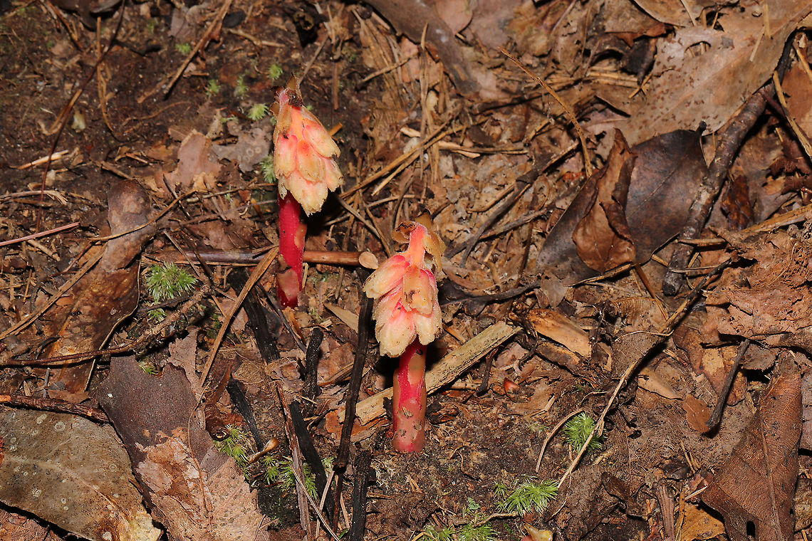 Hairy Pinesap (Hypopitys lanuginosa) Growing along a forested lakeside trail. <br />
<br />
Hypopitys lanuginosa is a nonphotosynthetic, mycoheterotrophic plant that thrives in the dark understories of forests. Because it lacks chlorophyll, it must obtain its nutrients from other sources. It is a parasite on fungi (usually Tricholoma sp.) and an indirect parasite of trees. It obtains nutrients from fungi which are initially obtained from trees.<br />
<figure class="photo"><a href="https://www.jungledragon.com/image/101064/hairy_pinesap_hypopitys_lanuginosa.html" title="Hairy Pinesap (Hypopitys lanuginosa)"><img src="https://s3.amazonaws.com/media.jungledragon.com/images/3231/101064_thumb.jpg?AWSAccessKeyId=05GMT0V3GWVNE7GGM1R2&Expires=1759968010&Signature=lwubU2OW2pVwunx%2BYVVN%2BX5D6xk%3D" width="200" height="134" alt="Hairy Pinesap (Hypopitys lanuginosa) Growing along a forested lakeside trail.<br />
Hypopitys lanuginosa is a nonphotosynthetic, mycoheterotrophic plant that thrives in the dark understories of forests. Because it lacks chlorophyll, it must obtain its nutrients from other sources. It is a parasite on fungi (usually Tricholoma sp.) and an indirect parasite of trees. It obtains nutrients from fungi which are initially obtained from trees.<br />
https://www.jungledragon.com/image/101065/hairy_pinesap_hypopitys_lanuginosa.html Geotagged,Hairy Pine Sap,Hypopitys lanuginosa,Summer,United States" /></a></figure> Geotagged,Hairy Pine Sap,Hypopitys lanuginosa,Summer,United States