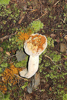 Bolete Mould (Hypomyces chrysospermus) Growing in a hickory-oak dominant forest in Murray County, Georgia, US. Sept. 5, 2020. Bolete eater,Geotagged,Hypomyces chrysospermus,Summer,United States