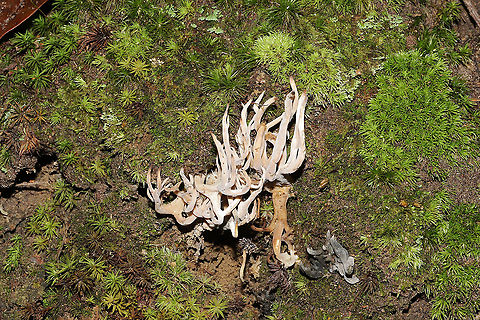 White Coral Fungus (Clavulina coralloides) Growing on a moist hillside on a densely forested trail. Parasitized by Helminthosphaeria clavariarum. 
https://www.jungledragon.com/image/101131/white_coral_fungus_clavulina_coralloides.html
https://www.jungledragon.com/image/101132/helminthosphaeria_clavariarum.html Clavulina cristata,Geotagged,Summer,United States,White coral fungus