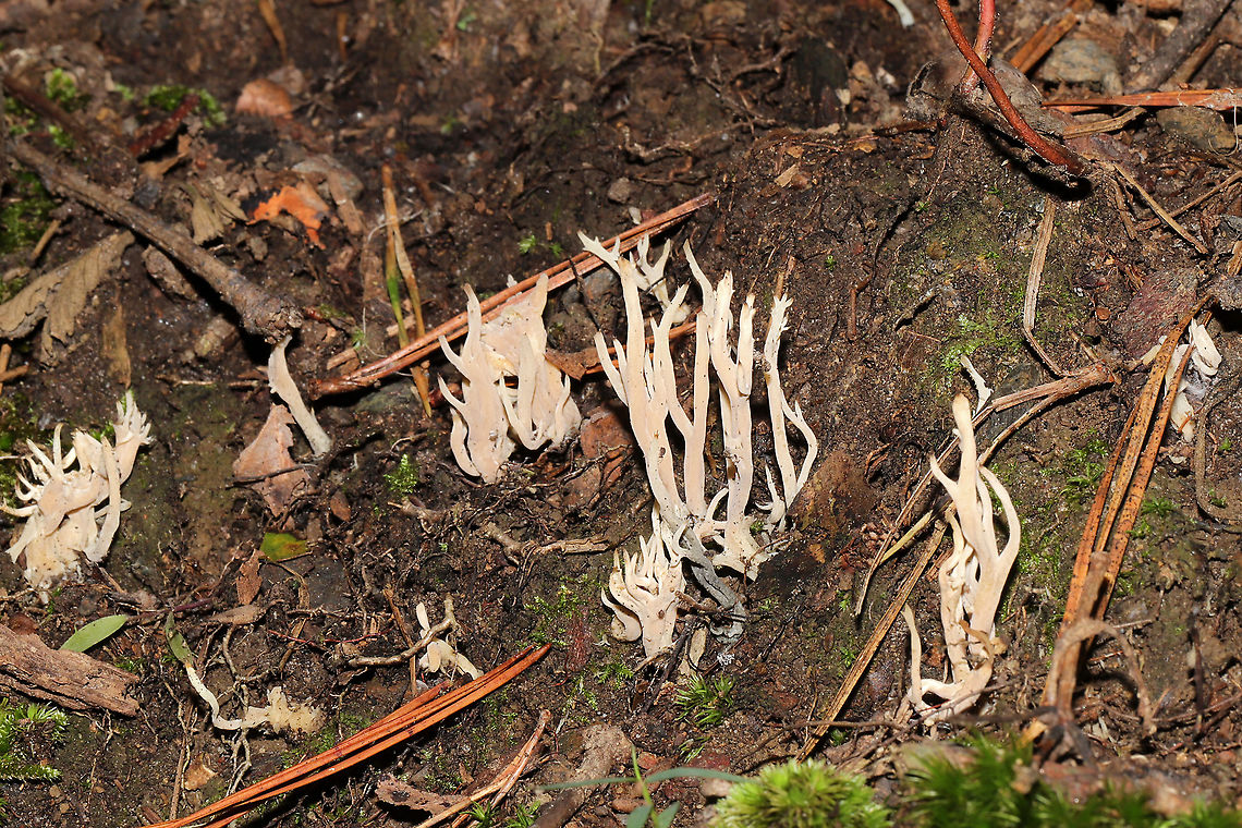 White Coral Fungus (Clavulina coralloides) Growing on a moist hillside on a densely forested trail. Parasitized by Helminthosphaeria clavariarum.<br />
<figure class="photo"><a href="https://www.jungledragon.com/image/101130/white_coral_fungus_clavulina_coralloides.html" title="White Coral Fungus (Clavulina coralloides)"><img src="https://s3.amazonaws.com/media.jungledragon.com/images/3231/101130_thumb.jpg?AWSAccessKeyId=05GMT0V3GWVNE7GGM1R2&Expires=1763596810&Signature=FnVguj8ClEi2qVaZKGyZazE5Pqo%3D" width="200" height="134" alt="White Coral Fungus (Clavulina coralloides) Growing on a moist hillside on a densely forested trail. Parasitized by Helminthosphaeria clavariarum. <br />
https://www.jungledragon.com/image/101131/white_coral_fungus_clavulina_coralloides.html<br />
https://www.jungledragon.com/image/101132/helminthosphaeria_clavariarum.html Clavulina cristata,Geotagged,Summer,United States,White coral fungus" /></a></figure><br />
<figure class="photo"><a href="https://www.jungledragon.com/image/101132/helminthosphaeria_clavariarum.html" title="Helminthosphaeria clavariarum"><img src="https://s3.amazonaws.com/media.jungledragon.com/images/3231/101132_thumb.jpg?AWSAccessKeyId=05GMT0V3GWVNE7GGM1R2&Expires=1763596810&Signature=LQ3ws00EEWFYdvqoHeWmpZCn00I%3D" width="200" height="200" alt="Helminthosphaeria clavariarum Parasitic fungus on Clavulina coralloides.<br />
https://www.jungledragon.com/image/101130/white_coral_fungus_clavulina_coralloides.html<br />
https://www.jungledragon.com/image/101131/white_coral_fungus_clavulina_coralloides.html Geotagged,Helminthosphaeria clavariarum,United States" /></a></figure> Clavulina cristata,Geotagged,Summer,United States,White coral fungus