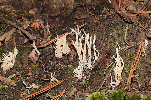 White Coral Fungus (Clavulina coralloides) Growing on a moist hillside on a densely forested trail. Parasitized by Helminthosphaeria clavariarum.
https://www.jungledragon.com/image/101130/white_coral_fungus_clavulina_coralloides.html
https://www.jungledragon.com/image/101132/helminthosphaeria_clavariarum.html Clavulina cristata,Geotagged,Summer,United States,White coral fungus